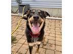 Adopt Martha Mayfield a Shepherd (Unknown Type) / Mixed dog in Barrington