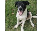 Adopt Miley a Black - with White Labrador Retriever / Mixed dog in CARISLE