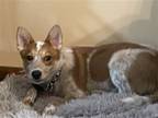 Adopt Sullivan a White - with Brown or Chocolate Australian Cattle Dog / Mixed