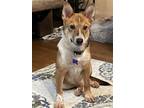 Adopt Stanton a Red/Golden/Orange/Chestnut - with White Australian Cattle Dog /