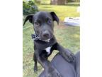 Adopt O'Connell a Black - with White Labrador Retriever / American Staffordshire