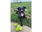 Adopt Sydney a Black Labrador Retriever / Mixed dog in St Louis, MO (39070947)