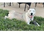 Adopt Breccia a White Siberian Husky / Mixed dog in St Louis, MO (39007834)