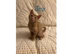 Adopt Jinx a Orange or Red American Shorthair / Mixed (short coat) cat in Olive