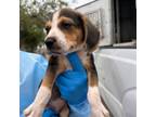 Adopt Shaun a Beagle