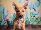 Adopt Skadi a Brown/Chocolate Shepherd (Unknown Type) dog in Littleton