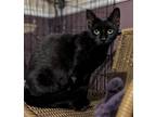 Adopt Yozora a All Black Domestic Shorthair / Mixed (short coat) cat in Trenton