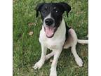 Adopt Miley a Black - with White Labrador Retriever / Mixed dog in Harrisburg