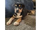 Adopt Dixon a Pit Bull Terrier