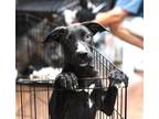 Adopt Jada a Black - with White Labrador Retriever / Mixed dog in Branford