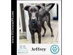 Adopt Jeffrey (Jammin J's) 082623 a Black Labrador Retriever dog in Kimberton