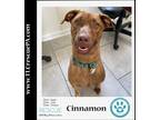 Adopt Cinnamon 082623 a Brindle Mountain Cur dog in Kimberton, PA (39013111)