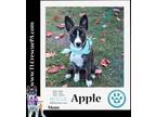 Adopt Apple (Snow Cones Pups) 080523 a Husky / Shepherd (Unknown Type) dog in