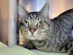 Adopt Emmett a Domestic Shorthair / Mixed cat in Millersville, MD (39065989)