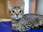 Adopt Erica a Domestic Shorthair / Mixed cat in Millersville, MD (39065988)