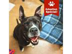 Adopt Tucker - Likes Dogs & Full of Spunk! a Pit Bull Terrier, Mixed Breed