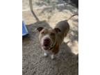 Adopt Roo-Roo a Tan/Yellow/Fawn - with White Pit Bull Terrier / Catahoula
