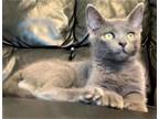 Adopt Smokey Joe a Gray or Blue Domestic Shorthair (short coat) cat in