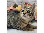 Adopt Fern a Brown Tabby Domestic Shorthair (short coat) cat in Ocean Springs