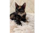 Adopt Pixie a Calico or Dilute Calico American Shorthair / Mixed (short coat)