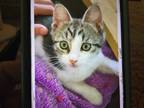 Adopt Gus Gus a Domestic Mediumhair / Mixed cat in San Antonio, TX (38931288)