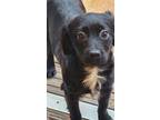 Adopt Champ a Black Cavalier King Charles Spaniel / Poodle (Miniature) / Mixed