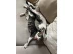 Adopt Elly and Rhino! a Gray, Blue or Silver Tabby Domestic Shorthair / Mixed