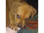Adopt Angel Disney Litter a Australian Kelpie / Mountain Cur dog in Acworth