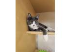 Adopt Deacon a Domestic Shorthair / Mixed cat in San Antonio, TX (39004734)