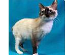 Adopt Shania a Siamese / Mixed (short coat) cat in Valley Park, MO (39003718)