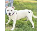 Adopt Crash Nebula On Ice a Mixed Breed