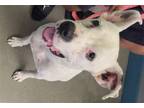 Adopt General a White Terrier (Unknown Type, Medium) / American Staffordshire
