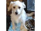 Adopt Donald VA a Tan/Yellow/Fawn - with White Cairn Terrier / Terrier (Unknown