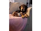 Adopt Freddie a Labrador Retriever / Hound (Unknown Type) dog in Columbus