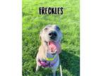 Adopt Freckles a Labrador Retriever / Great Dane / Mixed dog in Brigham City -