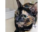 Adopt Anais *AKA* Calypso a Domestic Shorthair / Mixed (short coat) cat in