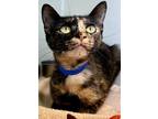 Adopt Bobby a Domestic Shorthair / Mixed (short coat) cat in Tiffin