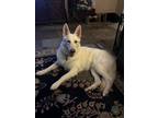 Adopt Tommy a White German Shepherd Dog / Mixed dog in Sealy, TX (39044199)