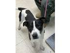 Adopt Elliot - Stray Hold a Collie, Terrier