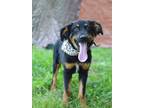 Adopt Marlin - Adoptable a German Shepherd Dog, Mixed Breed