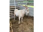 Adopt Renegade - Adoptable a Goat