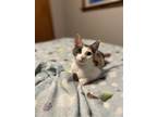 Adopt Brandy a Calico or Dilute Calico Domestic Shorthair / Mixed (short coat)