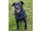 Adopt Finn a Labrador Retriever