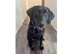 Adopt Nikita (Scout) a Black Labrador Retriever / Mixed dog in Colorado Springs