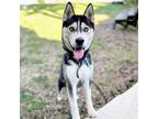 Adopt Chandler a Black Husky / Mixed dog in Oakland, CA (38969892)