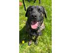 Adopt Gordy a Norwegian Elkhound, Cane Corso