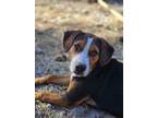 Adopt Gambino a Beagle / Mixed Breed (Medium) / Mixed dog in WAYNESVILLE