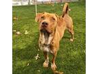 Adopt Buddy a American Pit Bull Terrier / Catahoula Leopard Dog / Mixed dog in
