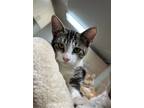 Adopt Rylan a Brown Tabby Domestic Shorthair / Mixed (short coat) cat in