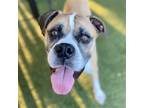Adopt Rocky a Boxer / Mixed dog in Bloomfield, CT (39025865)